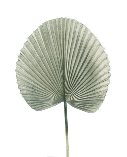 Golden Fan Palm Leaf 72CM