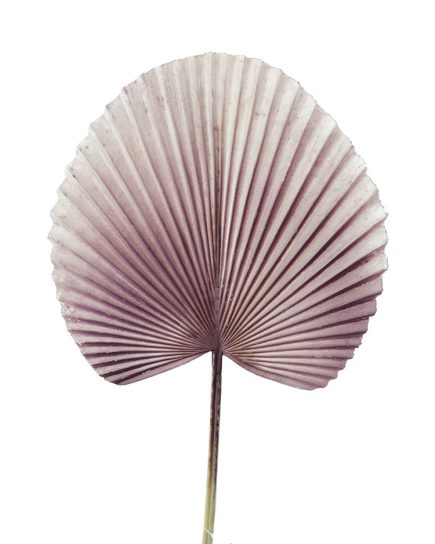 Golden Fan Palm Leaf 72CM