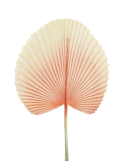 Golden Fan Palm Leaf 72CM