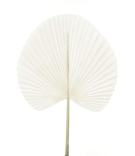 Golden Fan Palm Leaf 72CM