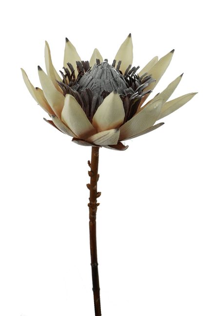Dried King Protea 53CM