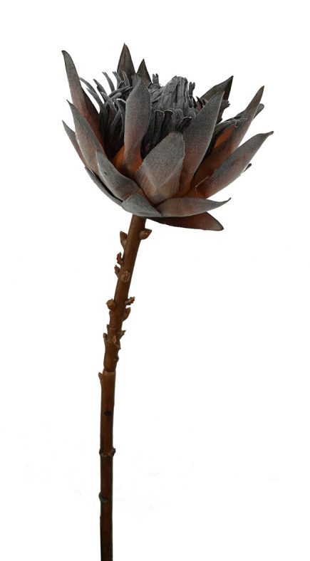 Dried Bud Protea 50CM