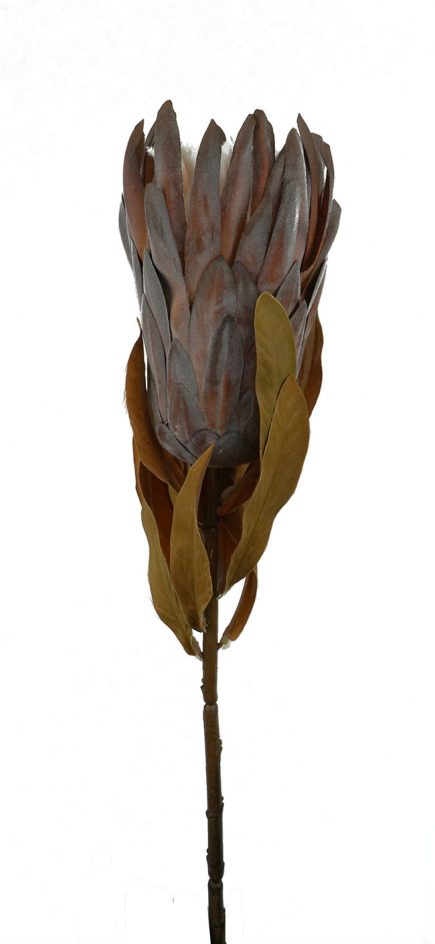 Dried Bearded Protea 76CM