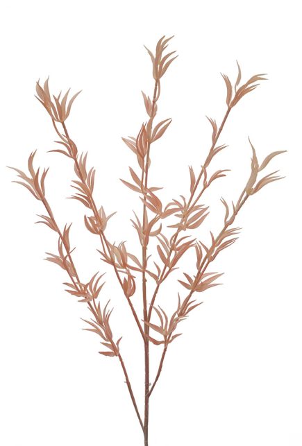 DL Kangaroo Paw 86CM