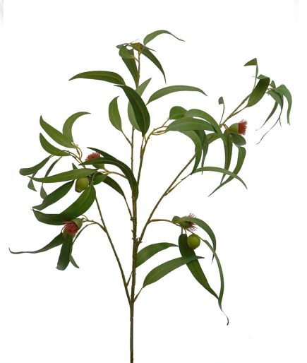 Flowering Gum Nut Spray 104CM