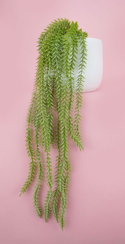 Potted Hassle Fern 44cm