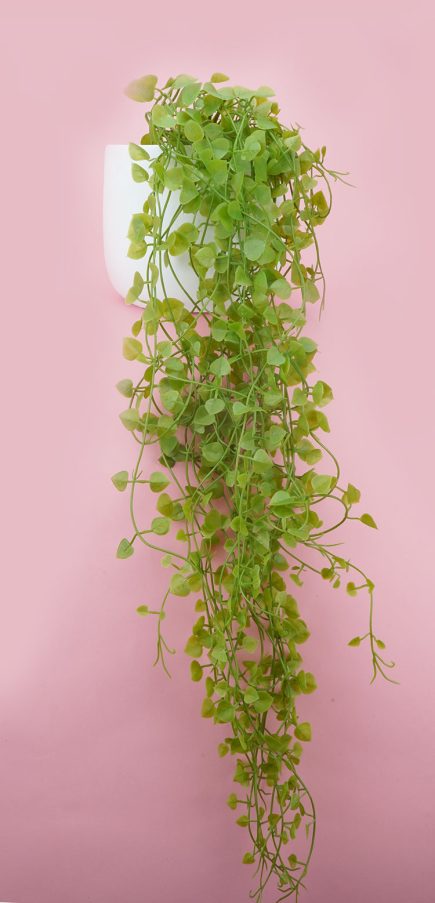 Potted Angel Fern 55cm