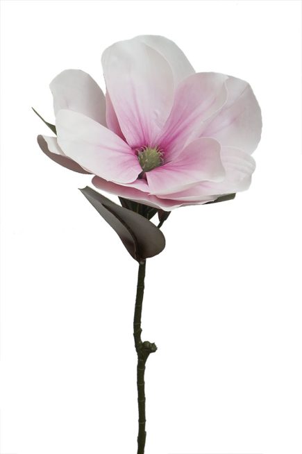 Magnolia Stem 71CM