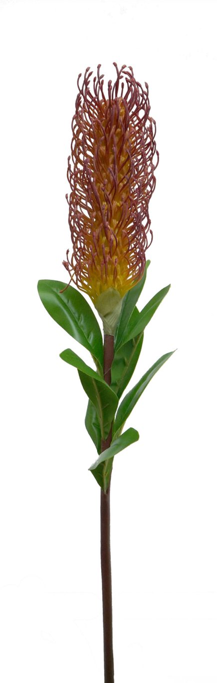 Banksia Stem 75CM