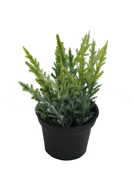 Potted Pine 13.5CM