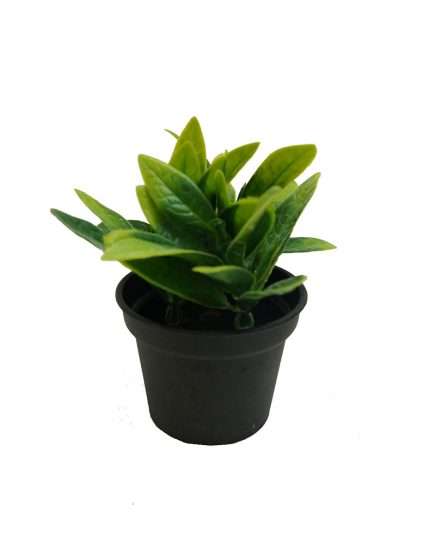 Potted Plant 11CM