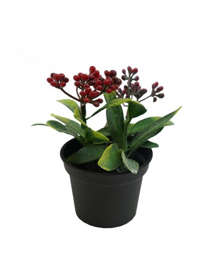 Potted Seeded Plant 11CM