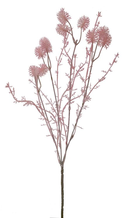 Dried Spray Billy Buttons 62CM