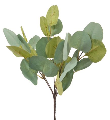 SD Eucalyptus 35cm