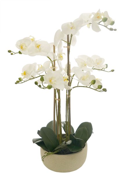 RT Potted Phalaenopsis D22x64cm