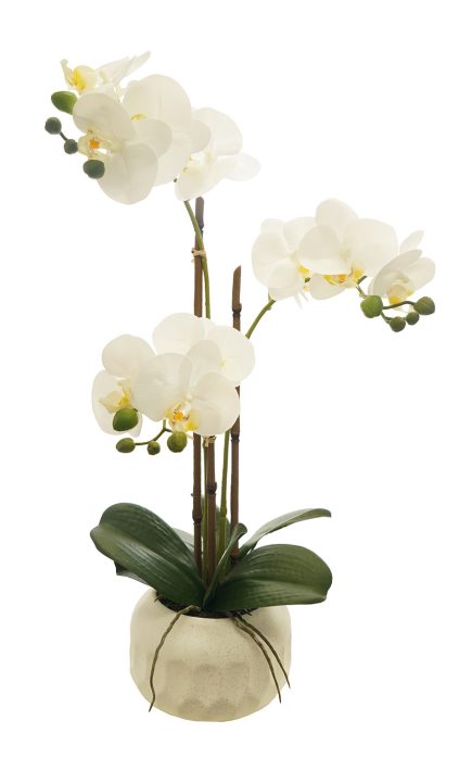 Potted Phalaenopsis D15x56cm