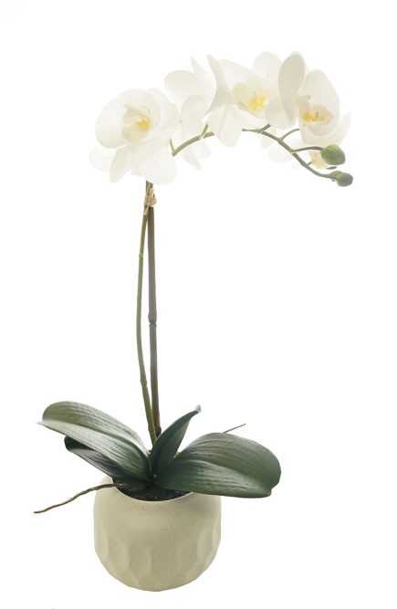 Potted Phalaenopsis D12x48cm