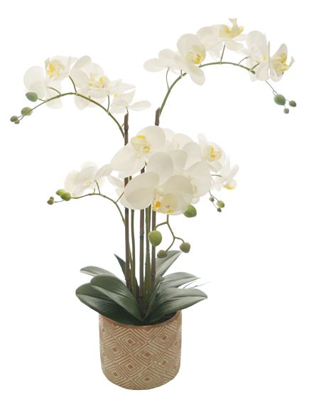 TR Potted Phalaenopsis D15x61cm