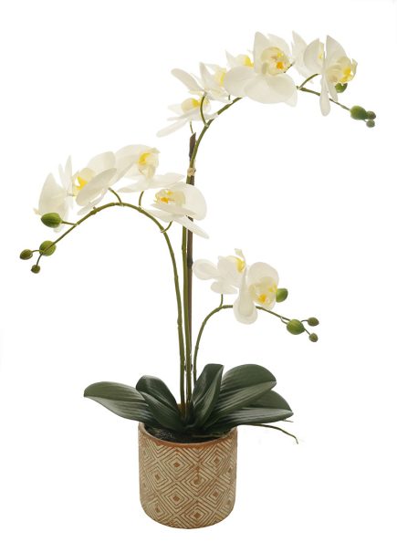 TR Potted Phalaenopsis D12x58cm