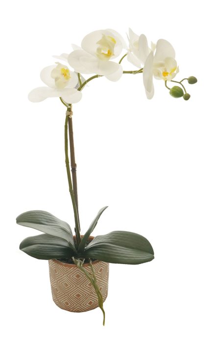 TR Potted Phalaenopsis D11x45cm