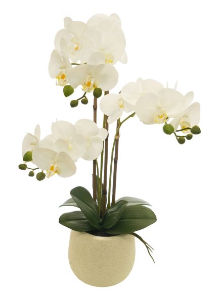 EG Potted Phalaenopsis D14x59cm