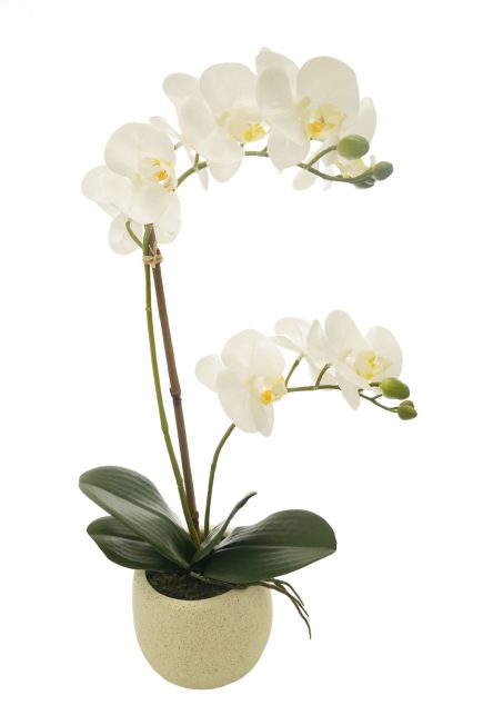 EG Potted Phalaenopsis D11x52cm