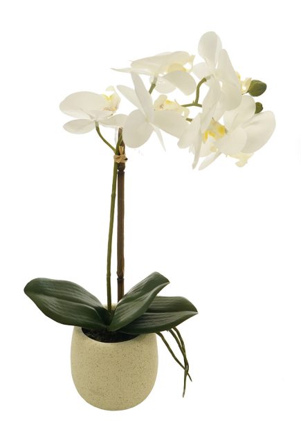 EG Potted Phalaenopsis D9x38cm