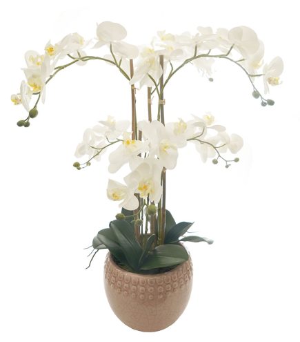 DR Potted Phalaenopsis D20x70cm