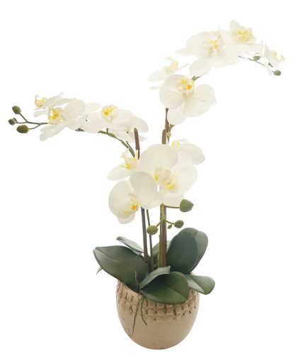 DR Potted Phalaenopsis D16x61cm