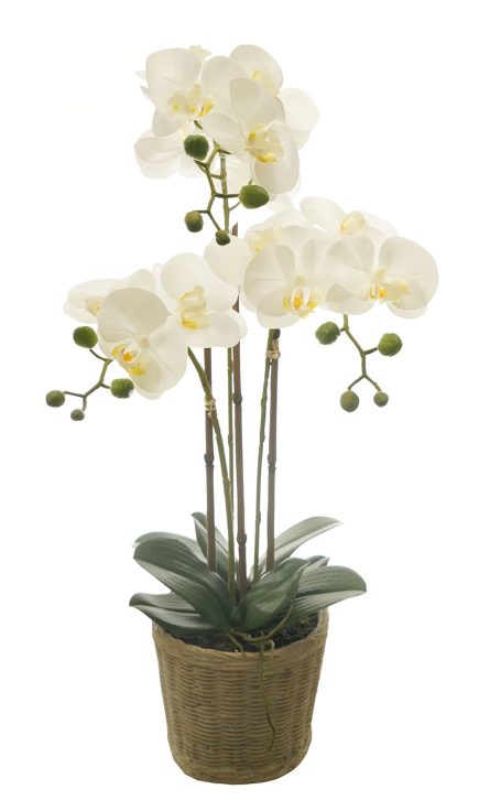 BK Potted Phalaenopsis D17x62cm