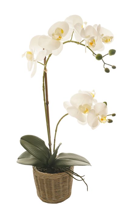 BK Potted Phalaenopsis D13x53cm