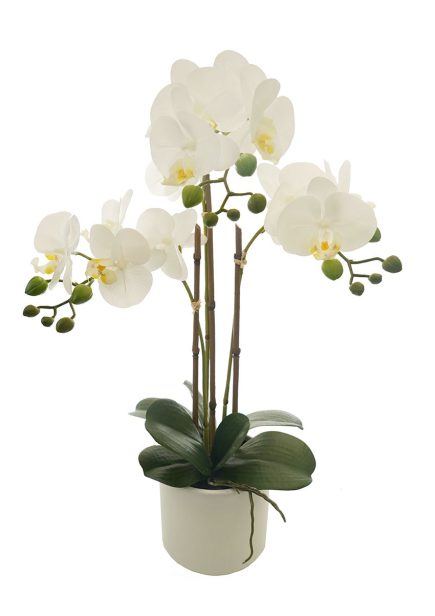 CL Potted Phalaenopsis D15x60cm