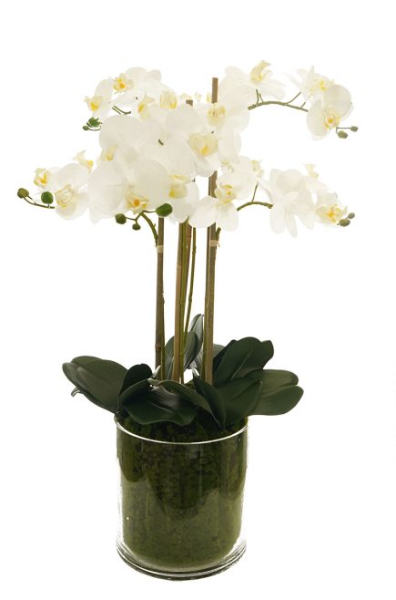 GL Potted Phalaenopsis D21x72cm
