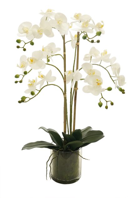 GL Potted Phalaenopsis D15x72cm