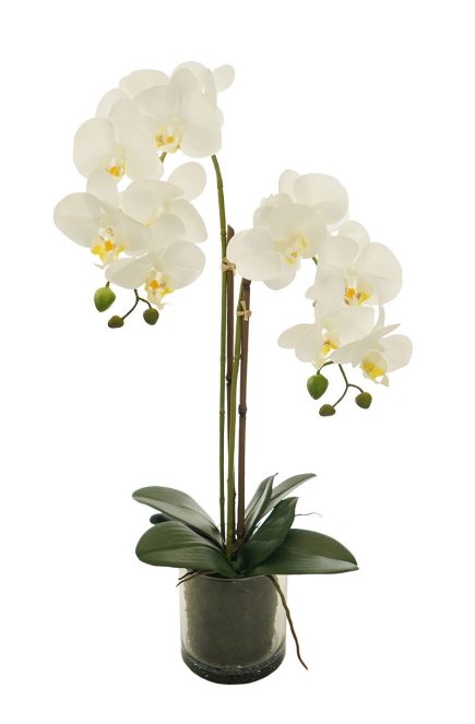GL Potted Phalaenopsis D12x63cm
