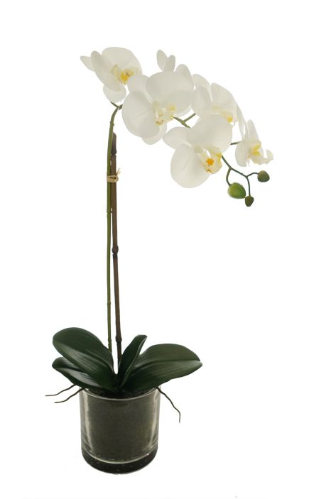 GL Potted Phalaenopsis D12x57cm