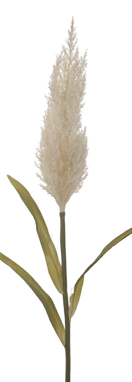 Pampas Grass 92cm