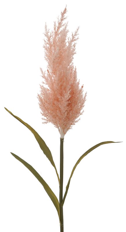 Pampas Grass 92cm