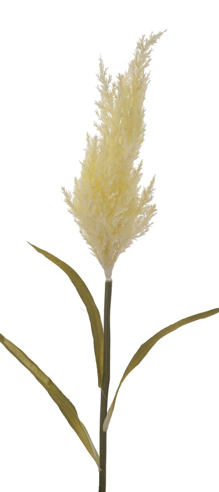 Pampas Grass 92cm