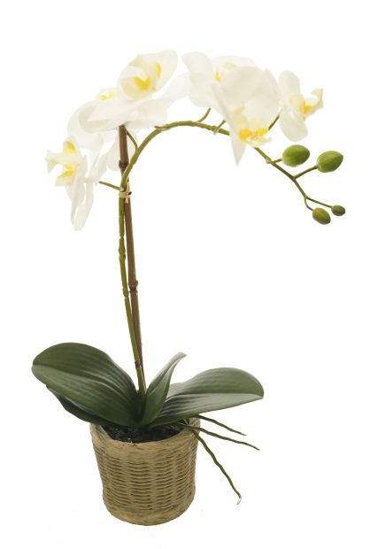 BK Potted Phalaenopsis D11x45cm