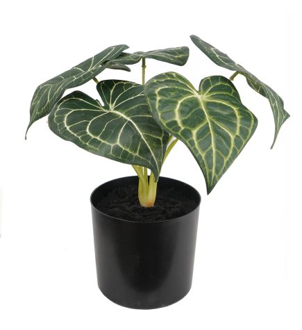 Potted Anthurium Plant  30cm