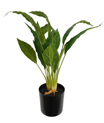 Potted Anthurium Flower 50cm