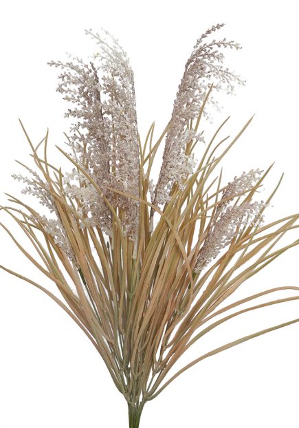 Pampas Grass 70cm