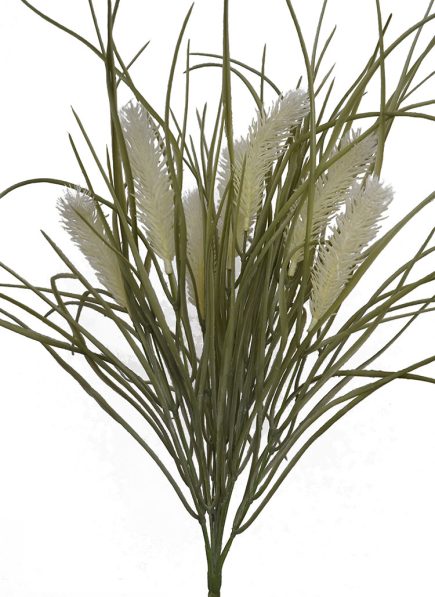Pampas Grass Bush 60cm