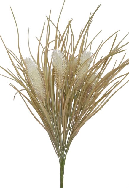 Pampas Grass Bush 60cm