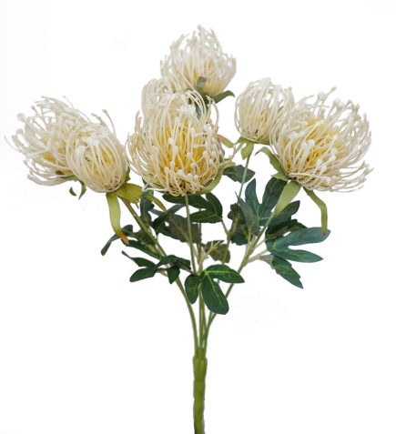 Pincusion Protea Bush 45cm