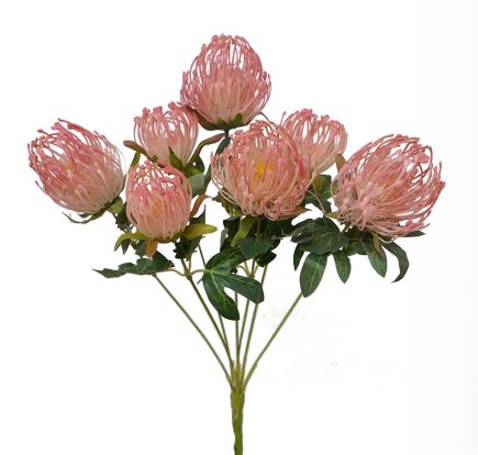 Pincusion Protea Bush 45cm