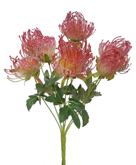 Pincusion Protea Bush 45cm