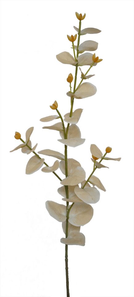 Eucalyptus Stem 70cm