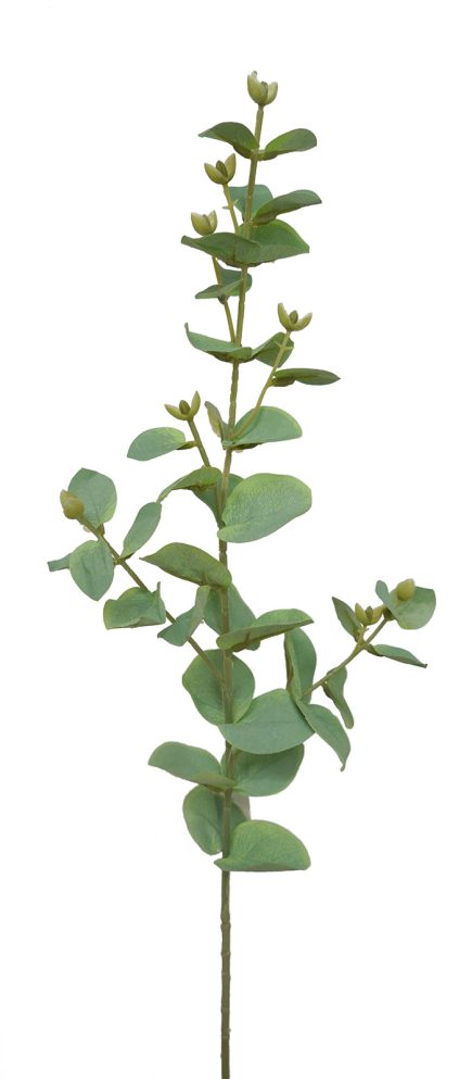 Eucalyptus Stem 70cm